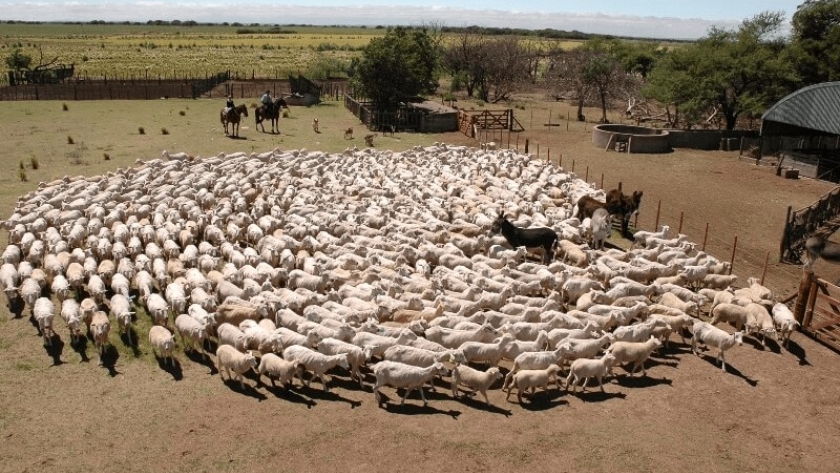 Con las ovejas, apostaron a frenar la desertificación y recibirán su primer pago por créditos de carbono