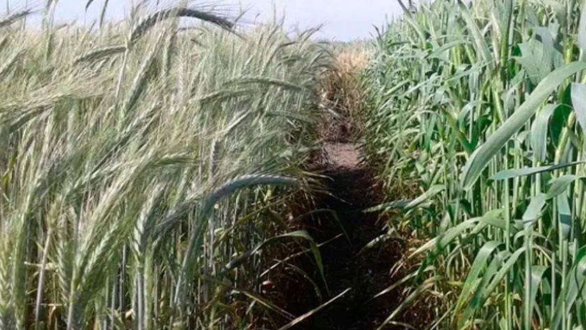 El INTA solicitó registrar tres variedades de triticale y una de vicia que presentan mejoras