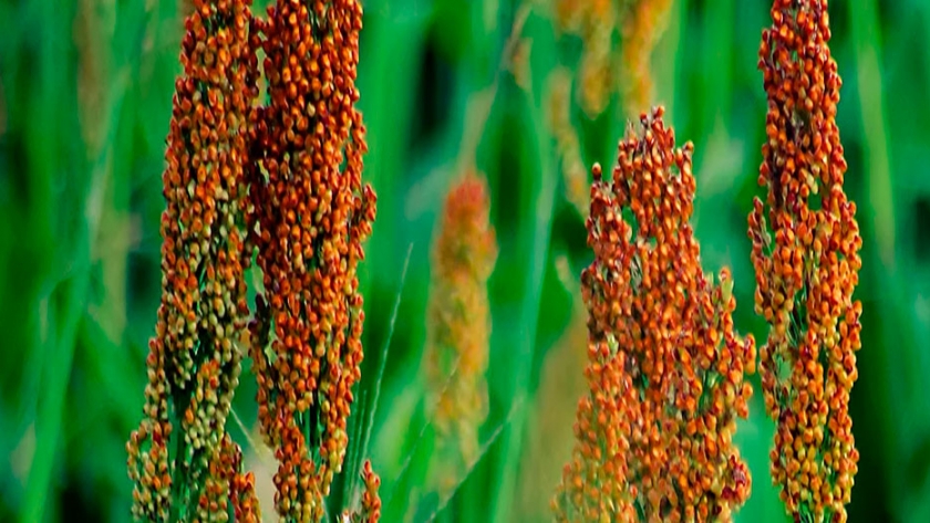 Sorgo MS100