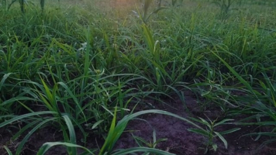 Pautas para el manejo en implantación de megatérmicas