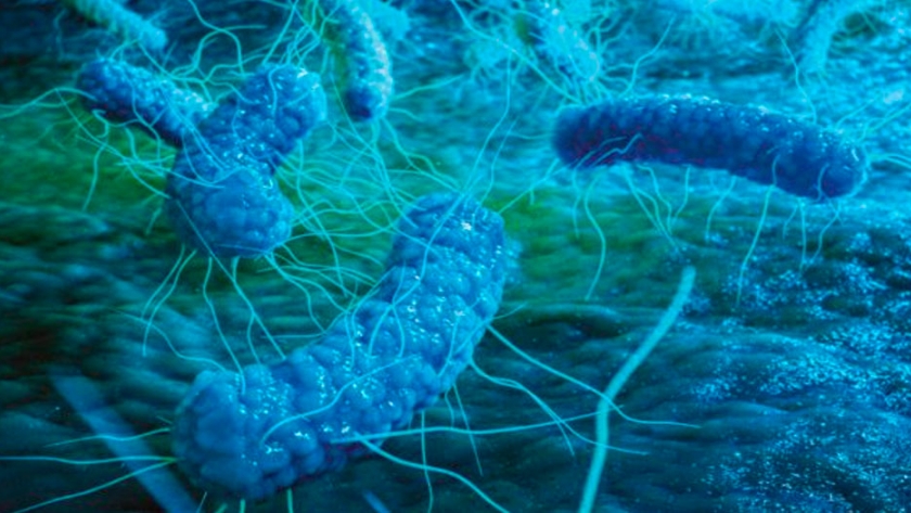 Impacto de la Salmonella en la producción avícola y estrategias para su control