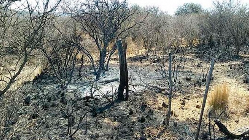 Pautas de manejo de ganado en zonas afectadas por los incendios