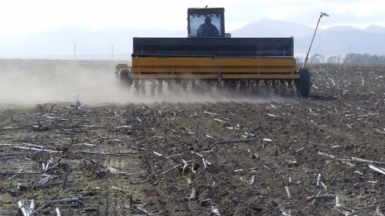 Buen avance de la siembra del sorgo