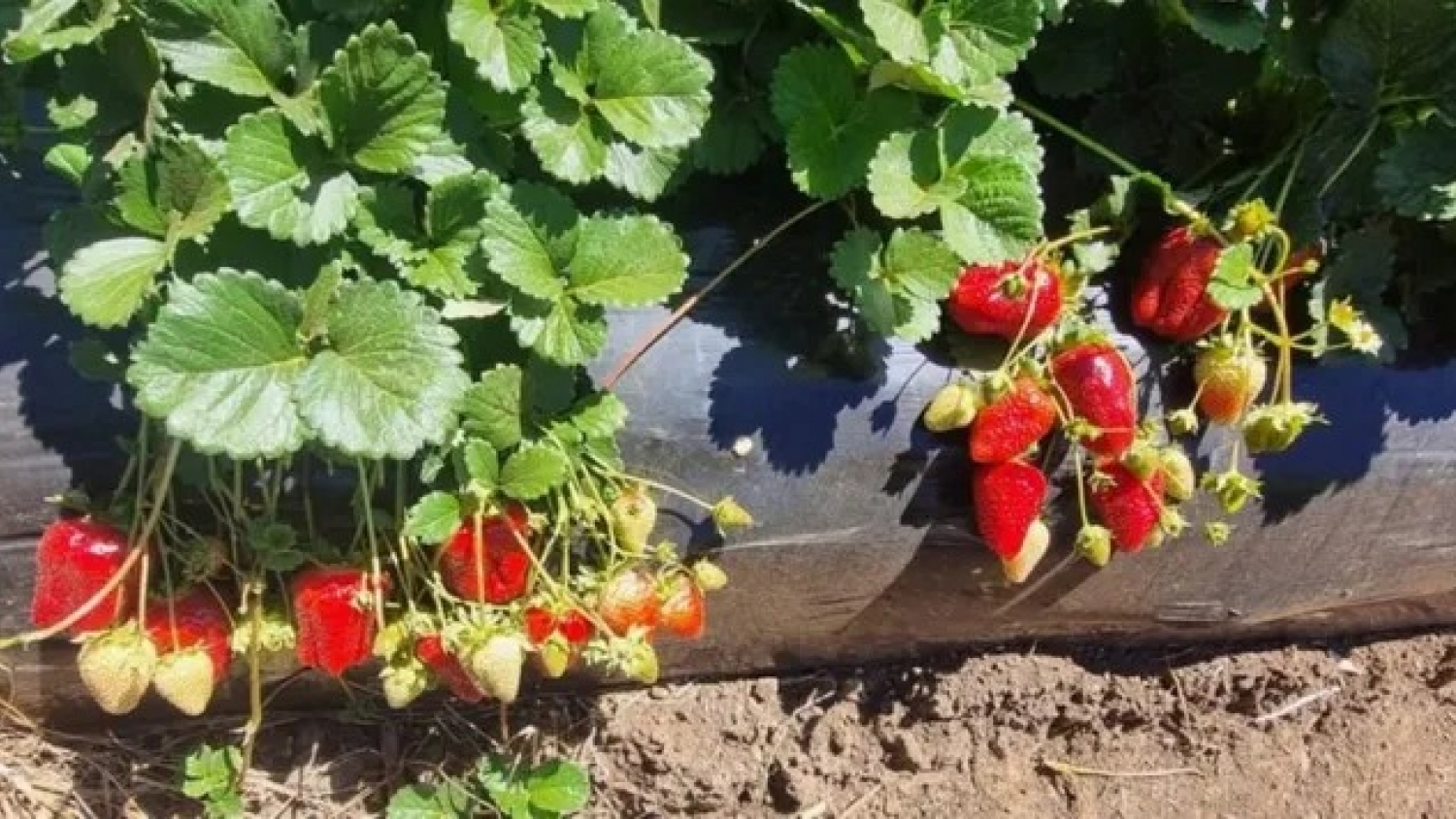 Alpina 10: la nueva frutilla que eleva los rindes a 70 toneladas por hectárea en Chile