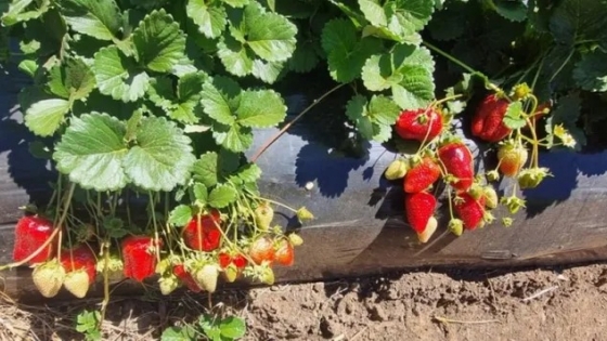 Alpina 10: la nueva frutilla que eleva los rindes a 70 toneladas por hectárea en Chile