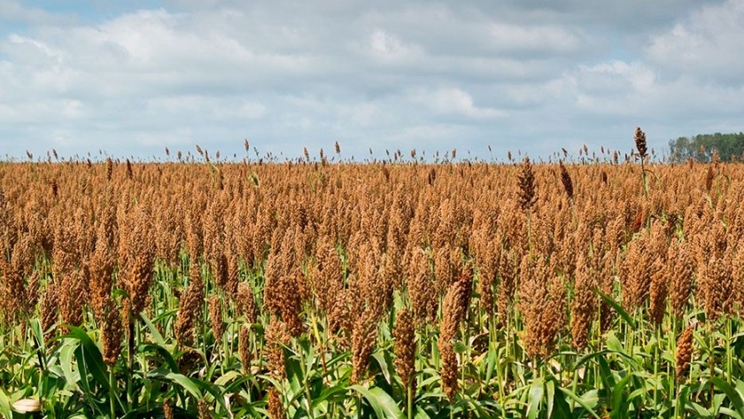 Alur lanza su 10° Plan Sorgo y mantiene la apuesta a los sorgos tempranos