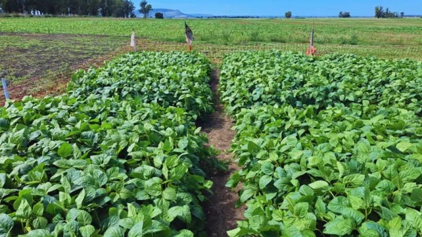 Transforman basura en sustratos y potencian la producción de plantas