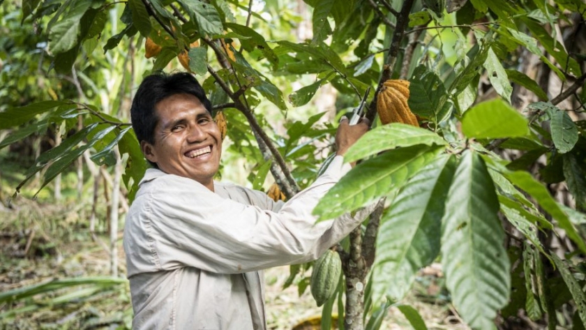 Los expertos del chocolate destacan al cacao amazónico boliviano