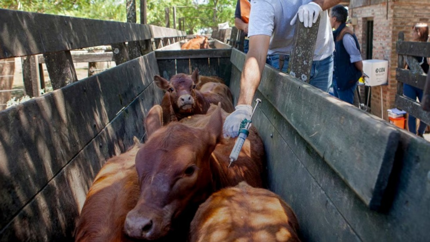 Fiebre aftosa: el campo bonaerense rechazó los cambios del SENASA y pidió mantener el esquema de vacunación