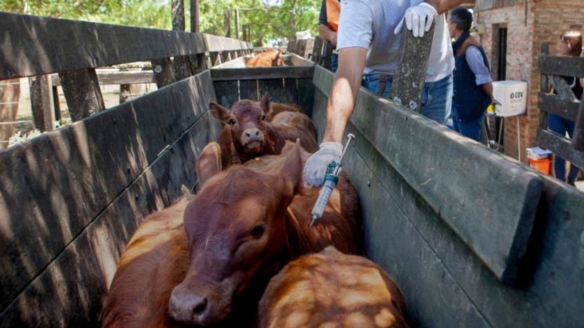 Fiebre aftosa: el campo bonaerense rechazó los cambios del SENASA y pidió mantener el esquema de vacunación