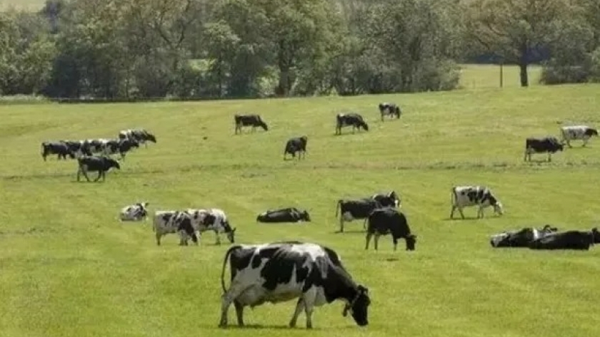 Bienestar animal: cuáles con los 5 factores claves para lograr estado de confort