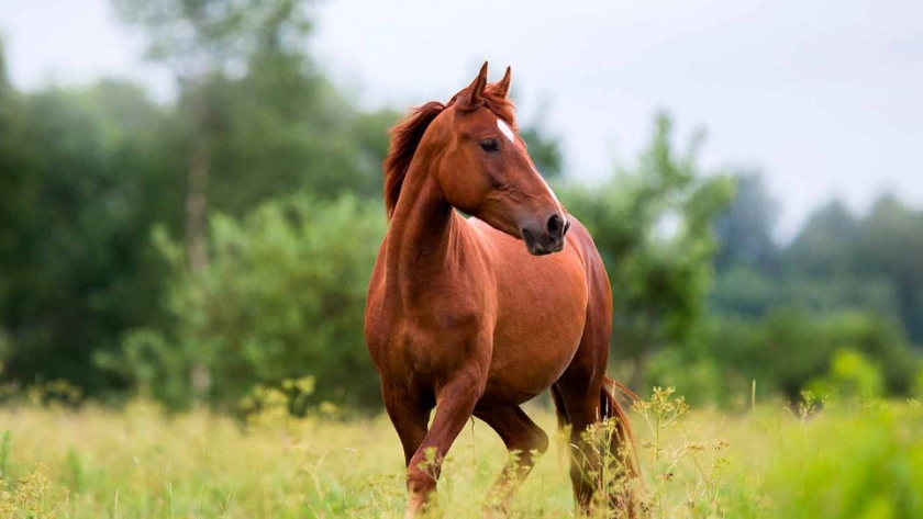 Vigilancia activa: la clave para contener la encefalomielitis equina