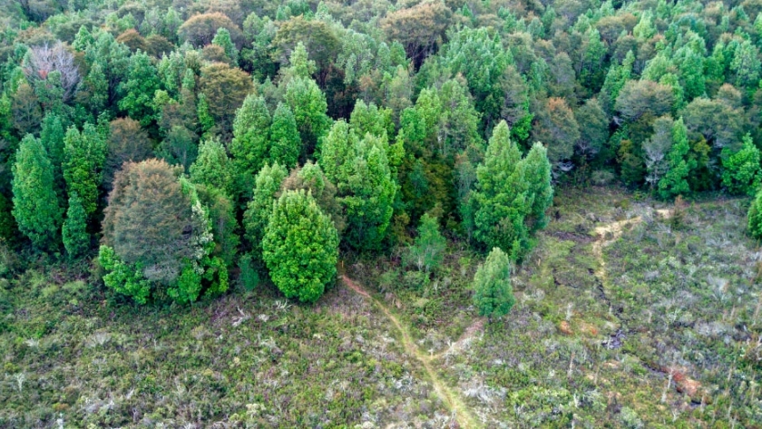 Invertirán 960 mil euros en un proyecto para restaurar los bosques del Gran Chaco Americano