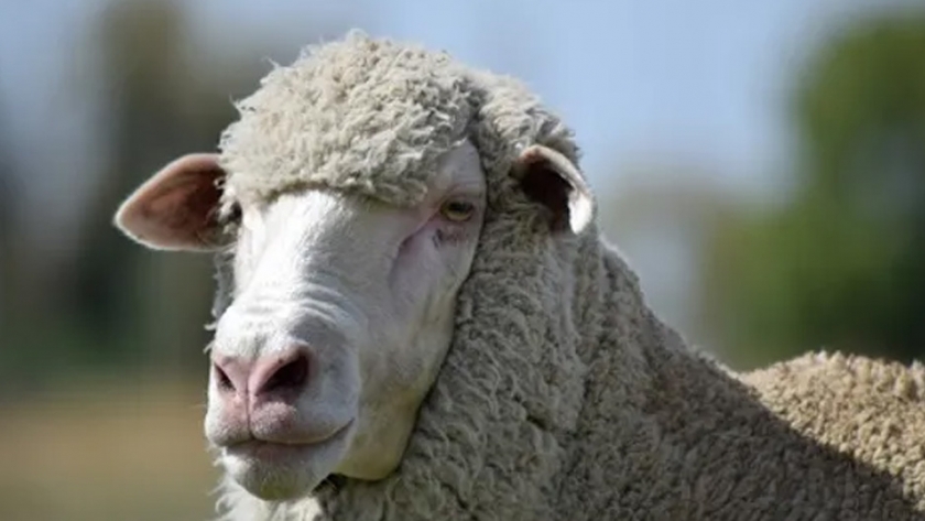 Introducción de la raza Dohne Merino en un establecimiento ganadero del Chubut