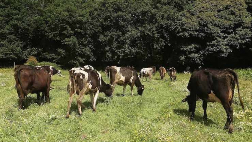 Ya se conoce el primer ecoesquema que propondrá España para la nueva PAC