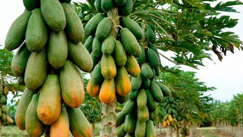 Ganar dinero con el cultivo de papaya