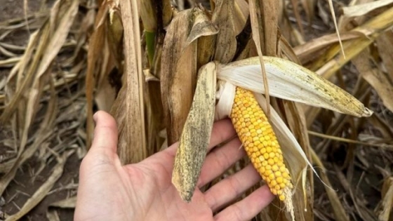 El maíz resta 3 millones de toneladas más
