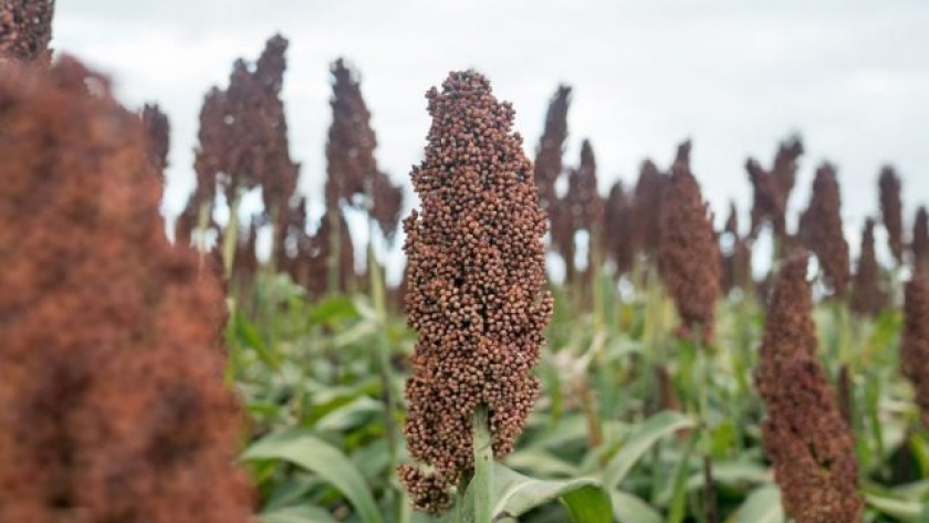 Hacia las 2 millones de hectáreas de sorgo