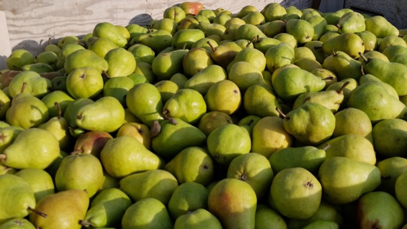 Adelanto de cosecha de peras Packham s Triumph en zonas productivas de Río Negro