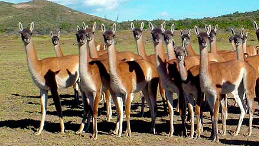 La cría de guanacos: un proyecto productivo patagónico | Agroempresario.com