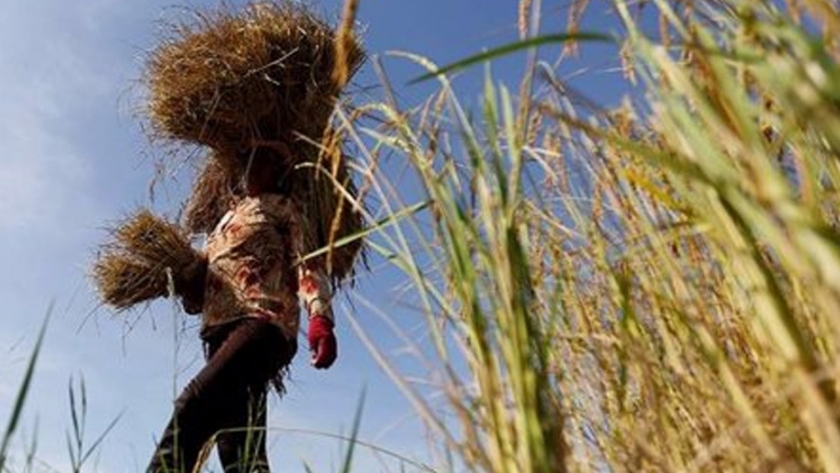 La fórmula para que la cascarilla del arroz pueda aumentar la resistencia del cemento