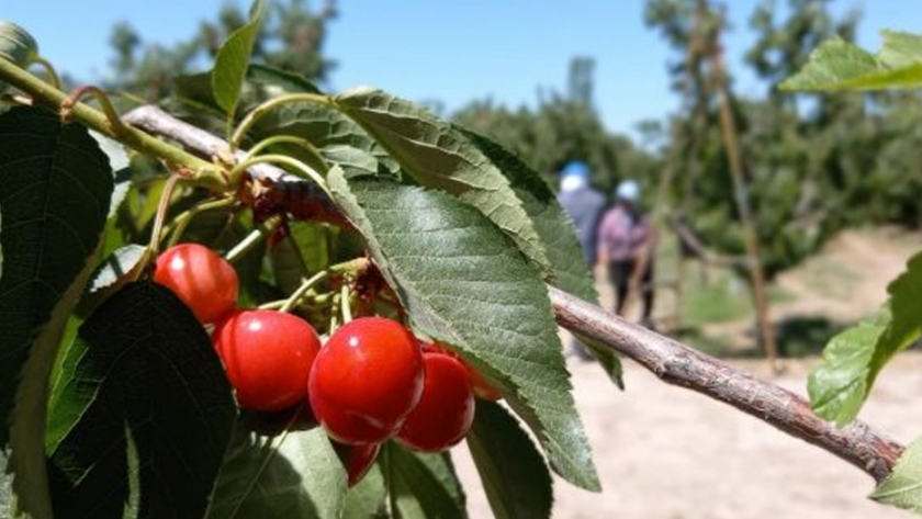 El programa, que busca acercar oferta y demanda de mano de obra agrícola, ya cuenta con el registro de 9.600 mendocinos y mendocinas 