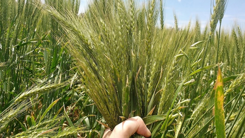 Confirman que el trigo es rentable en el modelo agroecológico