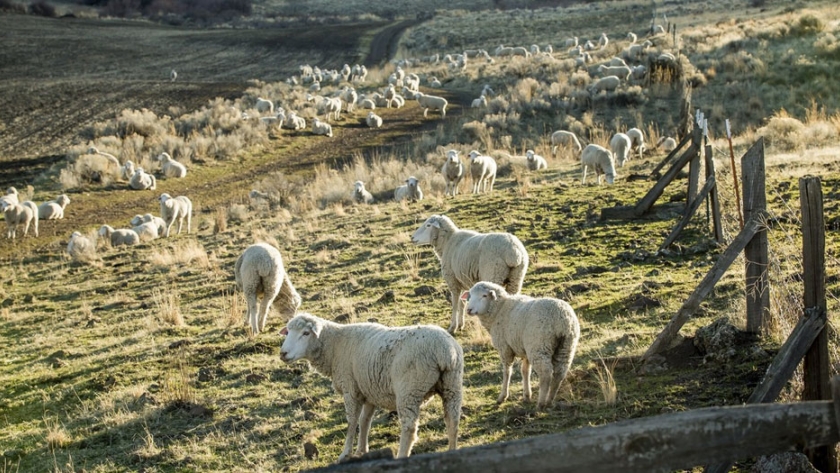 El ministro de Desarrollo Agrario anunció la apertura de la convocatoria 2021 a proyectos de la Ley ovina
