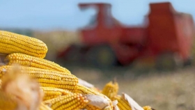 El maíz toma la iniciativa y propone un subsidio a la demanda