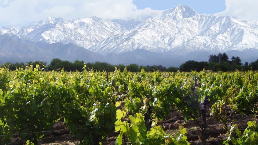 Buscan mejorar la competitividad de la vitivinicultura local a través de innovaciones tecnológicas y organizacionales