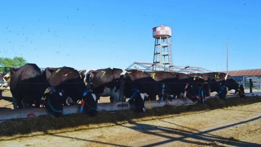 Cómo son las dietas frías que se le pueden preparar a las vacas en verano