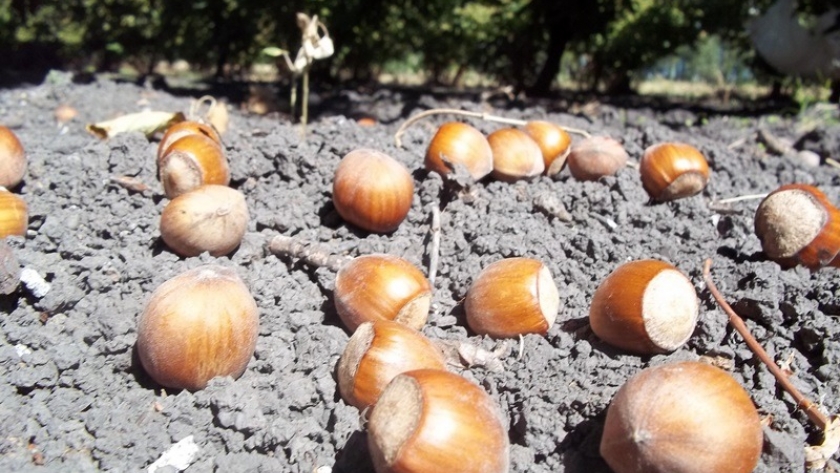 Avellanos: evalúan nuevas variedades para potenciar el cultivo