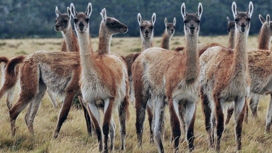 Santa Cruz avanza con un sello de origen para impulsar la carne, fibra y cuero de guanaco