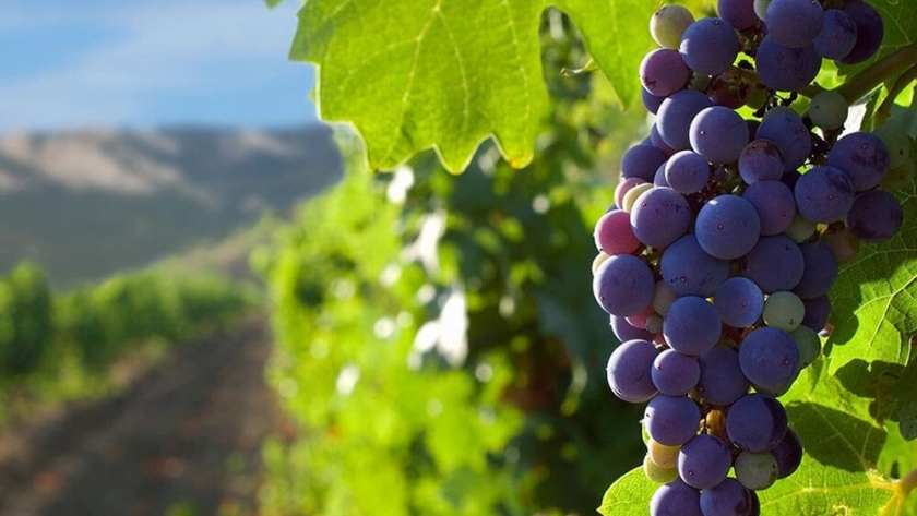 Historias de innovación en la industria del vino: llega Wine Innovation Summit edición 2021