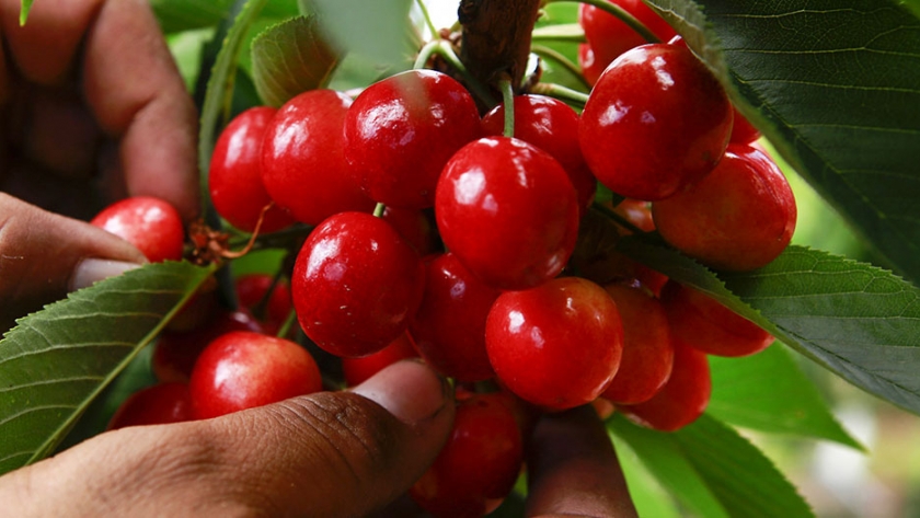 El Valle Medio, epicentro de la producción de cereza