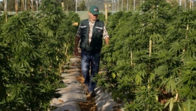 Productores entrerrianos accederán a licencias para cultivar cannabis