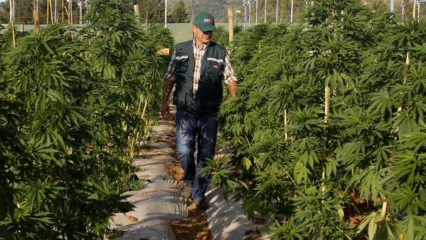 Productores entrerrianos accederán a licencias para cultivar cannabis