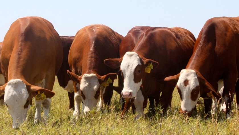 Un ternero por vaca y por año