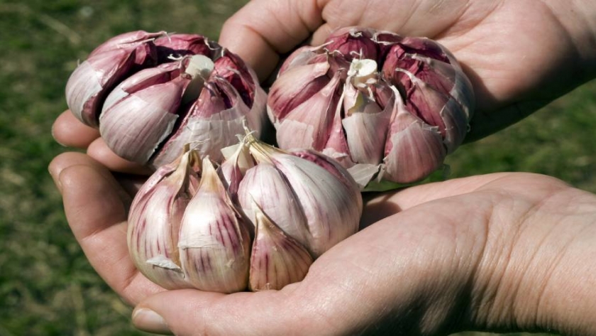 Aumentando el valor del ajo 