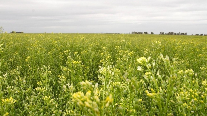 Oportunidad y desafío en Biofuels: La Camelina en la agricultura Argentina