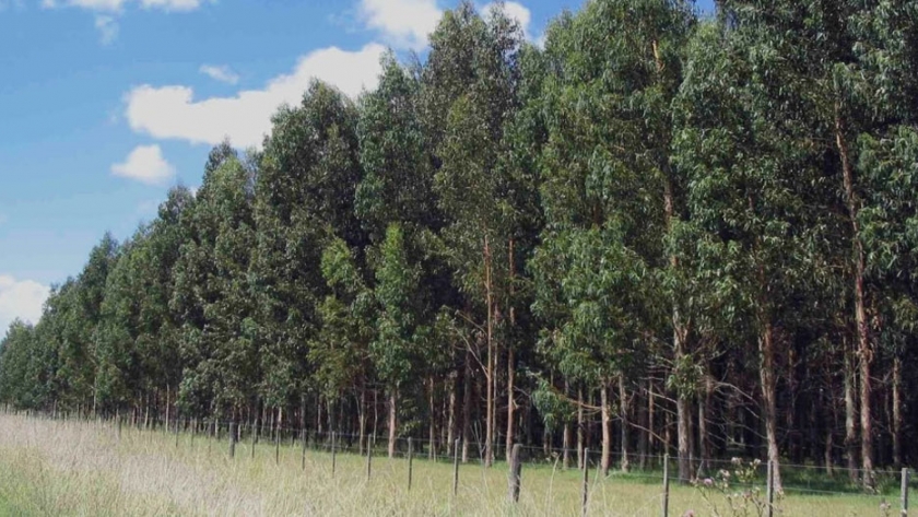 El Gobierno promulgó la adhesión a la Ley de Emprendimientos Forestales