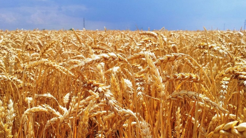Trigo: a nivel provincial, el rinde se ubicaría en unos 2.100 kg/ha