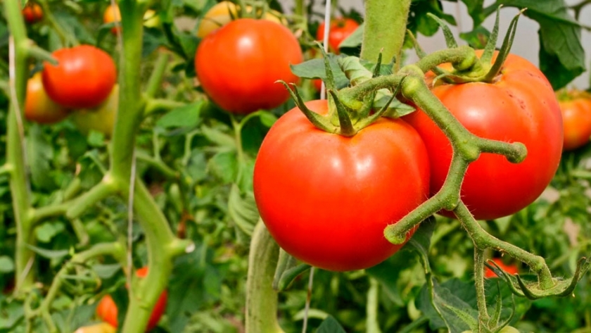 El 40% del tomate de la Argentina se produce en San Juan