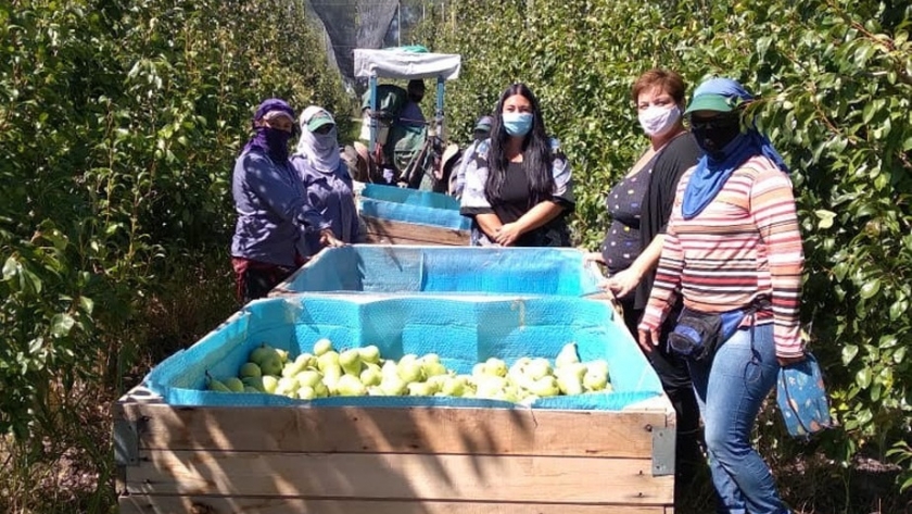 Durante la temporada frutícola, aumentó la contratación de mano de obra local en Río Negro