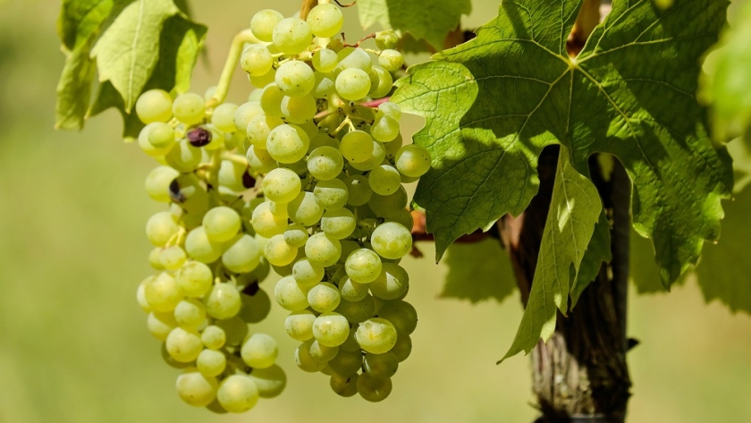 El renacimiento de la uva criolla