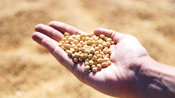 Llegan a España los primeros envíos de harina de soja argentina certificada