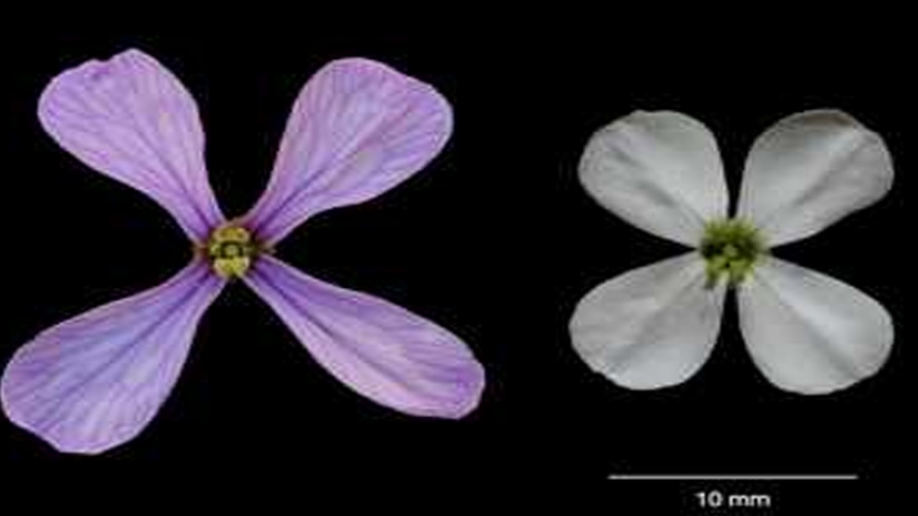 Una planta produce flores diferentes en primavera y verano porque el calor modifica la expresión de sus genes