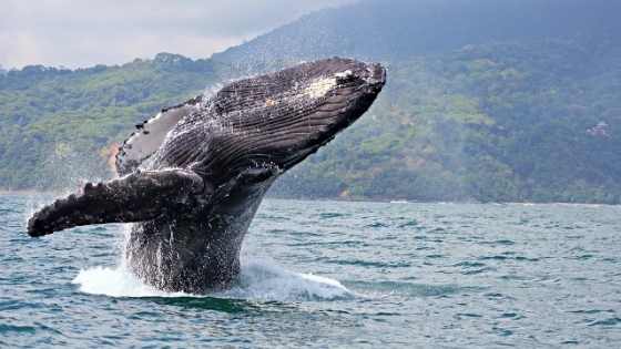 Las ballenas de Groenlandia y su sorprendente comunicación a larga distancia