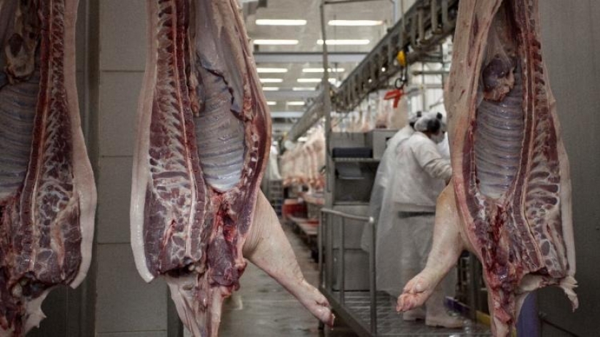 Detectan cerdos infectados con triquinosis en el este de Córdoba