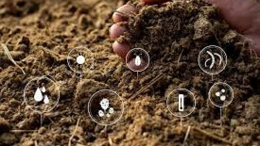 Los microorganismos del suelo son vitales para los ecosistemas
